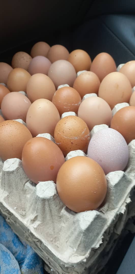 Eggs